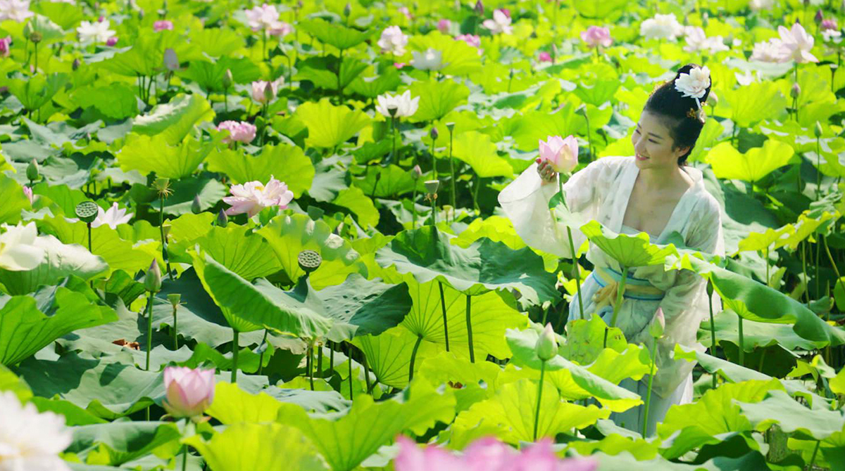 荷花蕩