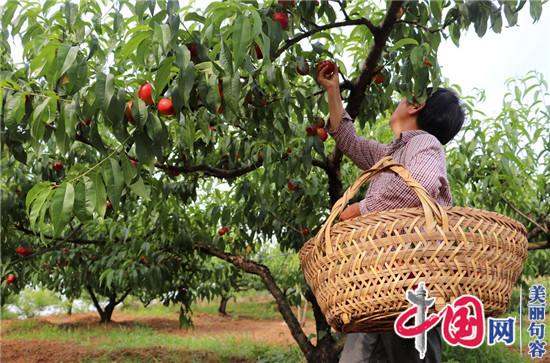 句容油桃等地產(chǎn)水果陸續登場(chǎng) 市民可大飽口福 