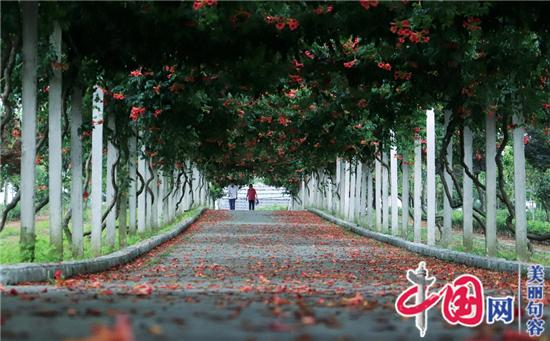 句容凌霄花長(cháng)廊美不勝收 可啟程茶景觀(guān)浪漫之旅