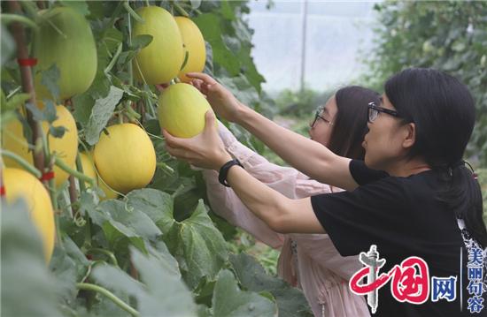 句容甜瓜懸空吊著(zhù)長(cháng) 新鮮好吃有“顏值”