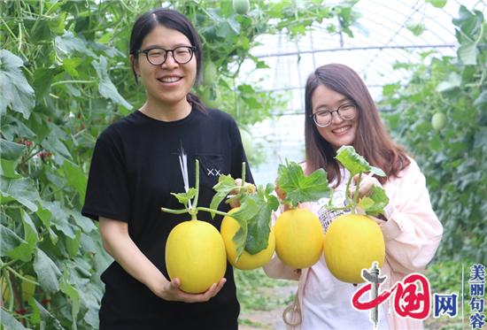 句容甜瓜懸空吊著(zhù)長(cháng) 新鮮好吃有“顏值”