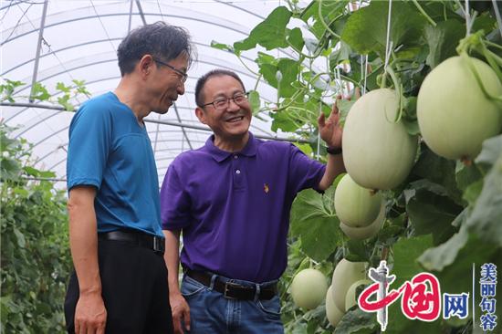 句容甜瓜懸空吊著(zhù)長(cháng) 新鮮好吃有“顏值”