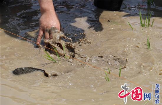 句容后白鎮：插秧摸魚(yú)比賽 體驗農耕樂(lè )趣