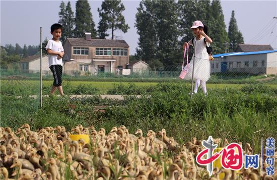 句容杜氏生態(tài)園：鴨戲秧苗間 詩(shī)意生態(tài)美