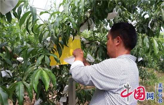 句容種植戶(hù)使出科技“小妙招” 農產(chǎn)品更加綠色環(huán)保