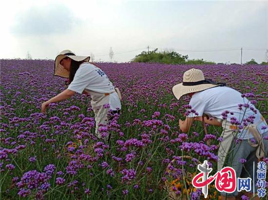 句容伏熱花海“花課堂”受追捧 小農活成孩子們的游戲