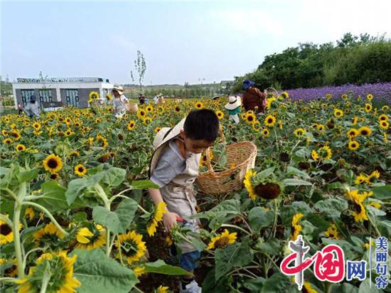 句容伏熱花海“花課堂”受追捧 小農活成孩子們的游戲