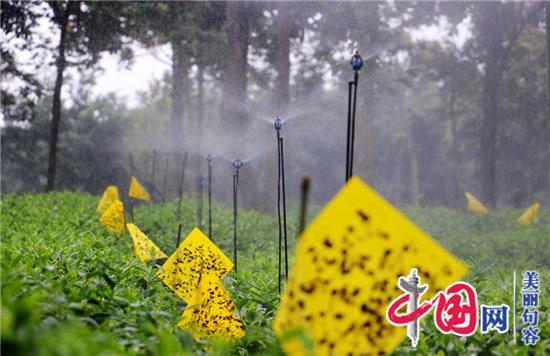 句容科技興茶“水肥一體化”助推茶農增效