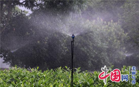 句容科技興茶“水肥一體化”助推茶農增效