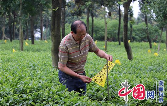 句容科技興茶“水肥一體化”助推茶農增效