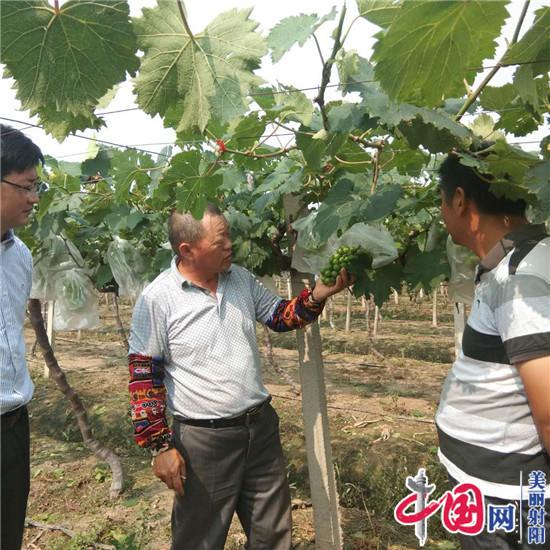 射陽(yáng)臨海鎮葡萄園里“話(huà)豐收”