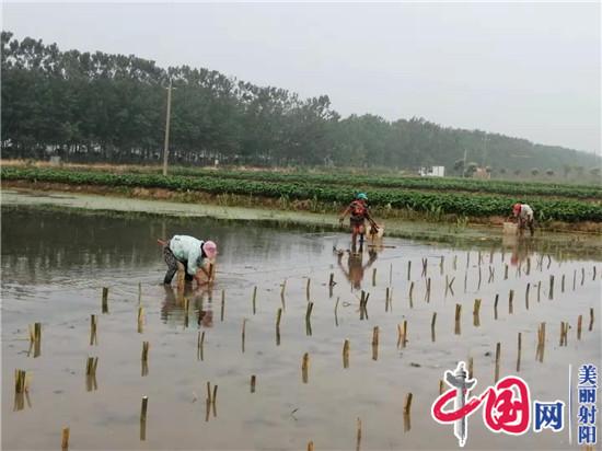 射陽(yáng)臨海農民宋從忠 走上水生蔬菜種植路