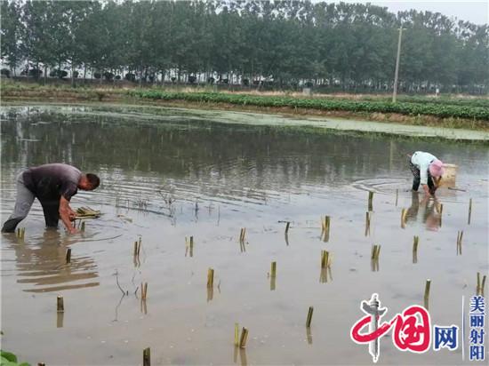 射陽(yáng)臨海農民宋從忠 走上水生蔬菜種植路