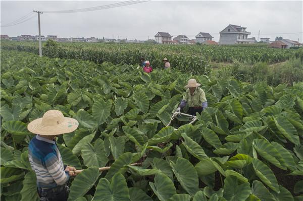 江蘇海門(mén)標準化栽培讓“江蘇好芋頭”連年增收增效