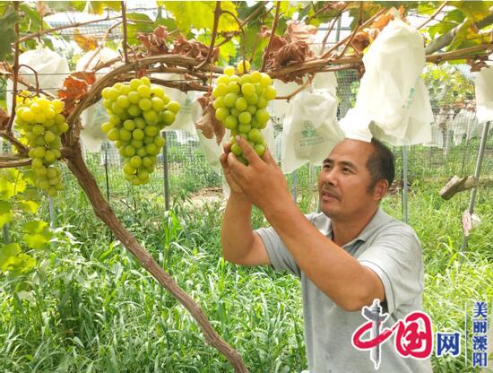 溧陽(yáng)種植大戶(hù)楊中明喜獲葡萄防裂果技術(shù)