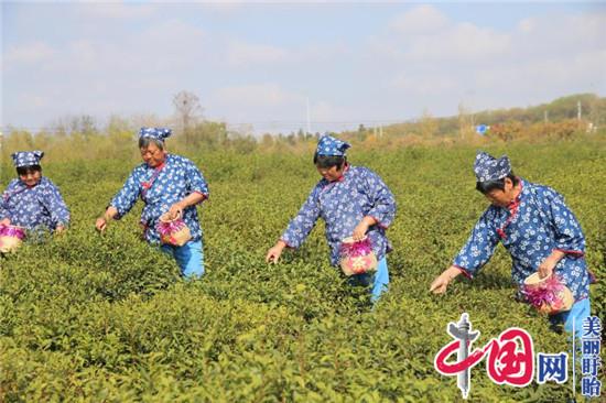 盱眙縣雨山茶場(chǎng)切實(shí)加強冬季茶園田間管理