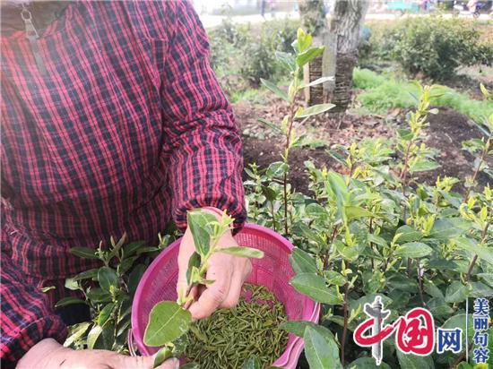 春來(lái)茶香 江蘇句容迎來(lái)首批春茶