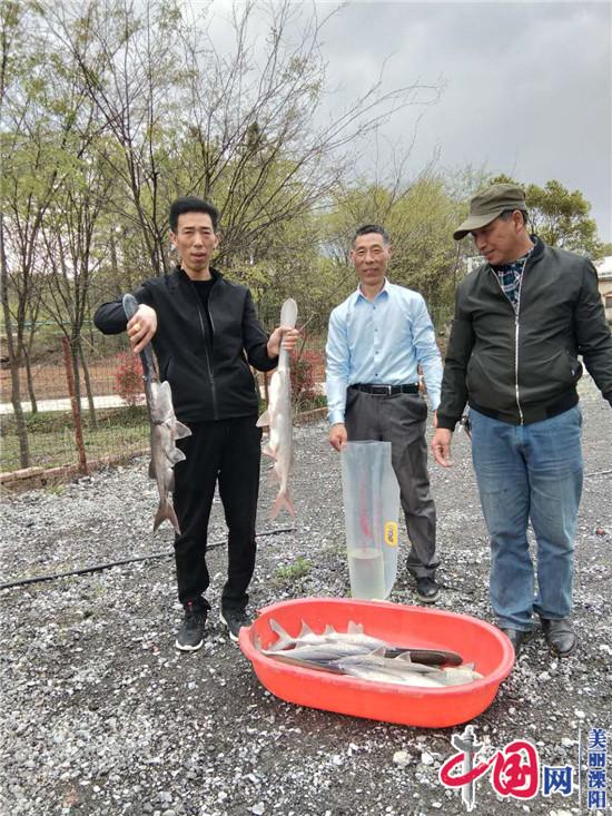 溧陽(yáng)何平：曾經(jīng)捧著(zhù)“鐵飯碗”   如今養殖“匙吻鱘”走上創(chuàng  )富路