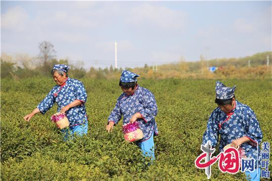 盱眙雨山茶又是一派繁榮景象