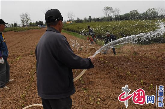 盱眙雨山茶又是一派繁榮景象