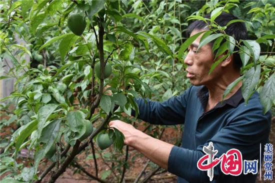 金壇果農林聯(lián)勝不簡(jiǎn)單——引種半邊紅脆李還能嫁接成桃形