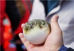 2200萬(wàn)尾魚(yú)苗放流長(cháng)江