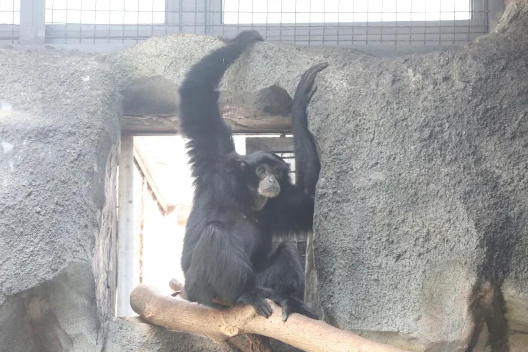 到紅山森林動(dòng)物園參與合趾猿認養，做“奧斯卡”的好朋友