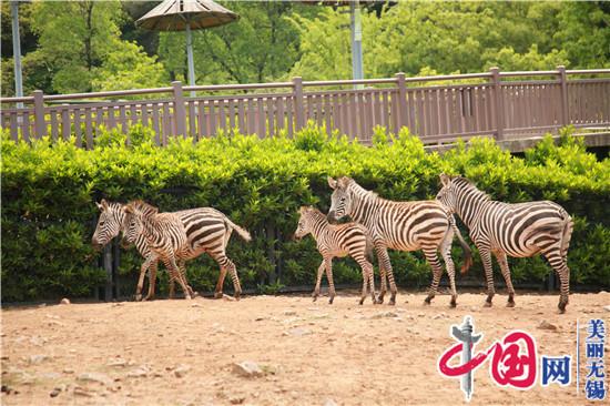 無(wú)錫動(dòng)物園春之童趣季“五一”歡樂(lè )加演