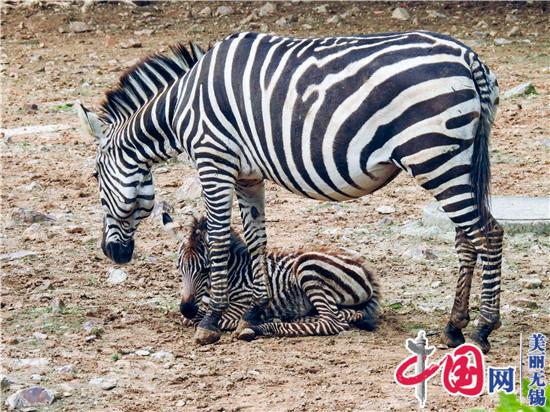 無(wú)錫動(dòng)物園春之童趣季“五一”歡樂(lè )加演