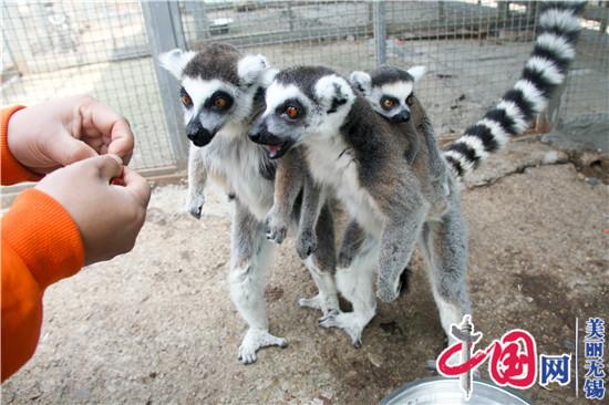 無(wú)錫動(dòng)物園春之童趣季“五一”歡樂(lè )加演