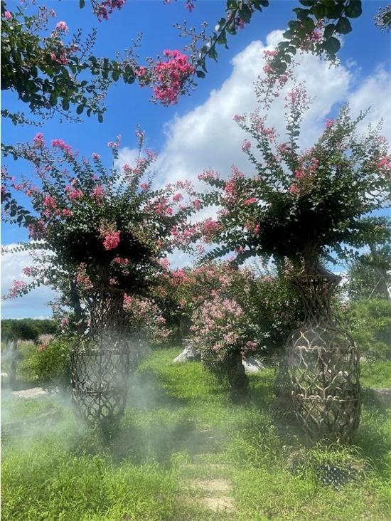 江蘇中華紫薇文化園：誰(shuí)道花無(wú)百日紅 紫薇長(cháng)放半年花