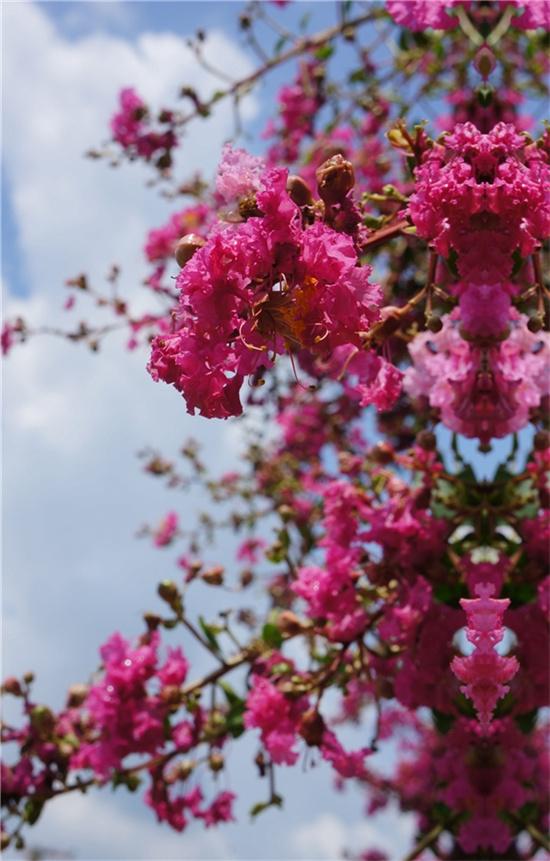 江蘇中華紫薇文化園：誰(shuí)道花無(wú)百日紅 紫薇長(cháng)放半年花