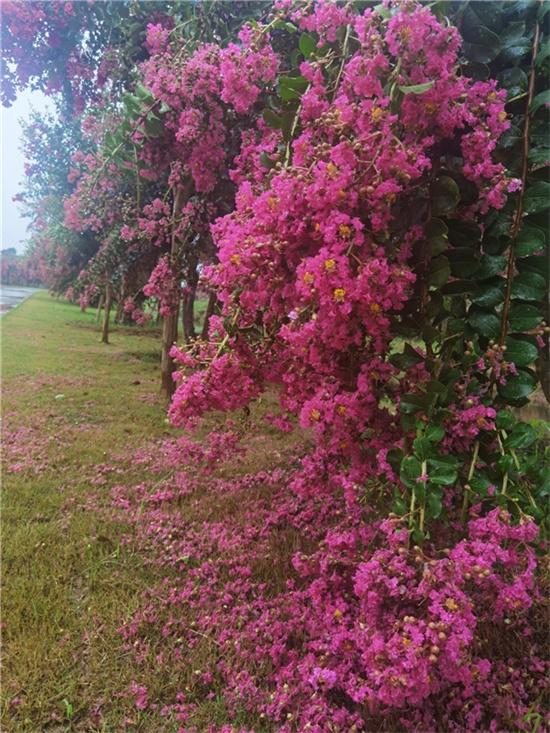 江蘇中華紫薇文化園：誰(shuí)道花無(wú)百日紅 紫薇長(cháng)放半年花