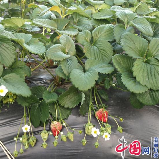 句容90后返鄉創(chuàng  )業(yè)大學(xué)生笪文杰 種植草莓連獲金獎