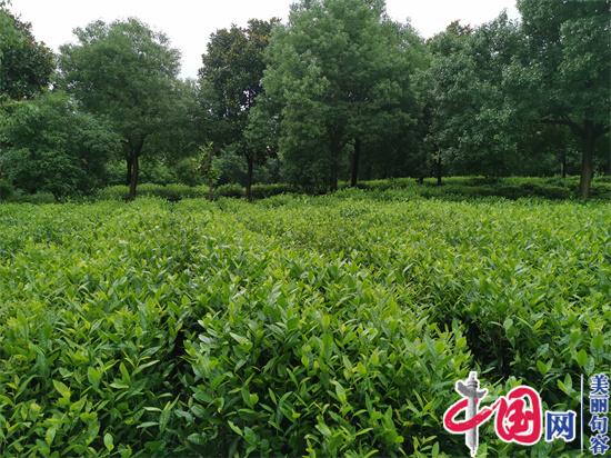 “茅山長(cháng)青”農產(chǎn)品地理標志保護工程正式啟動(dòng)