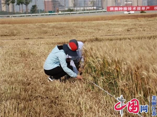 昆山市陸家鎮創(chuàng  )江南麥區新紀錄