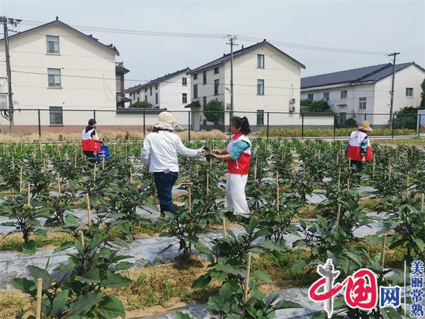 “禾”作菜園 沐浴新風(fēng)——江蘇常熟市尚湖鎮新巷村積極打造“禾作生活 先鋒菜園”新時(shí)代文明實(shí)踐基地