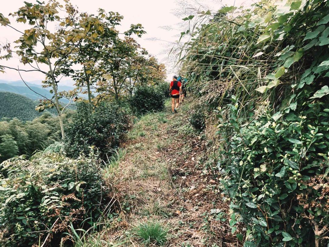 探秘陶野山徑 陽(yáng)羨100探路報告來(lái)了