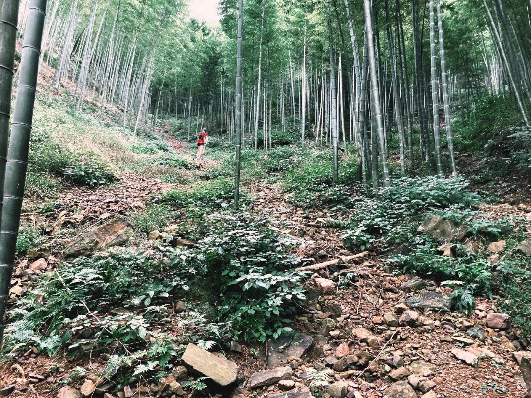 探秘陶野山徑 陽(yáng)羨100探路報告來(lái)了