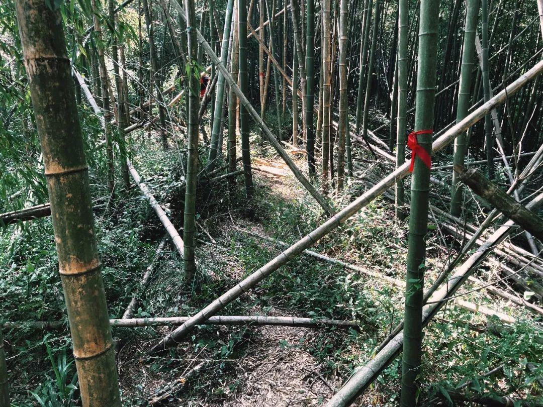 探秘陶野山徑 陽(yáng)羨100探路報告來(lái)了