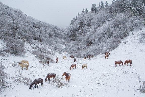 近十年最早降雪 重慶仙女山迎2023年冬第一場(chǎng)雪