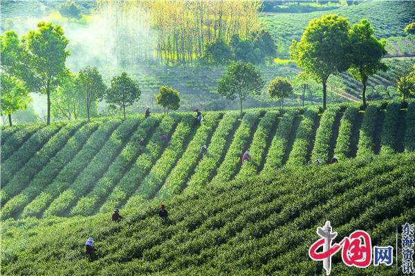 打好三張牌 持續擦亮“陽(yáng)羨茶”金字招牌