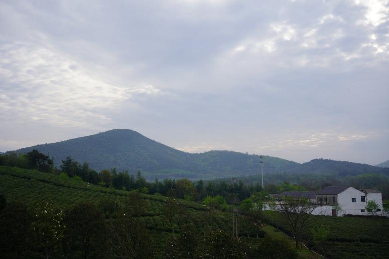 中國茶人張玲丨堅守有機生態(tài)茶園 繪就茶文化新畫(huà)卷