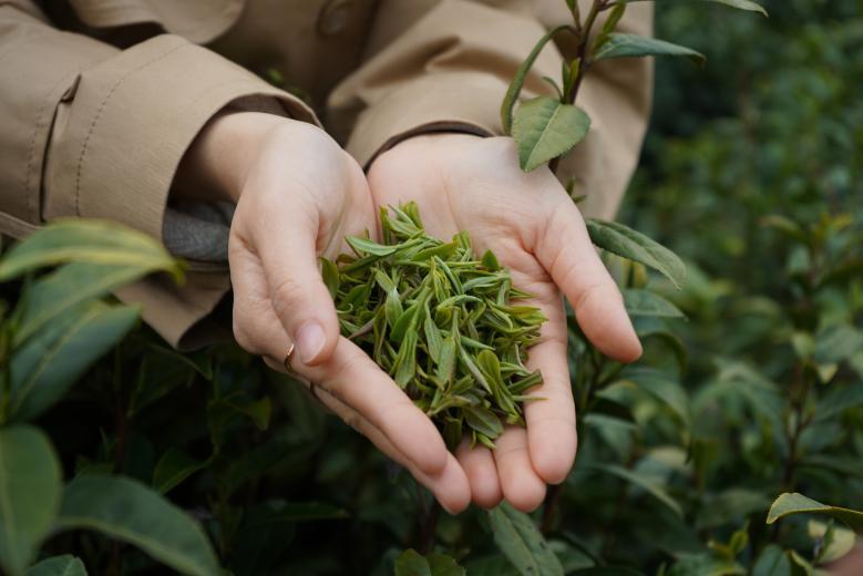 中國茶人張玲丨堅守有機生態(tài)茶園 繪就茶文化新畫(huà)卷