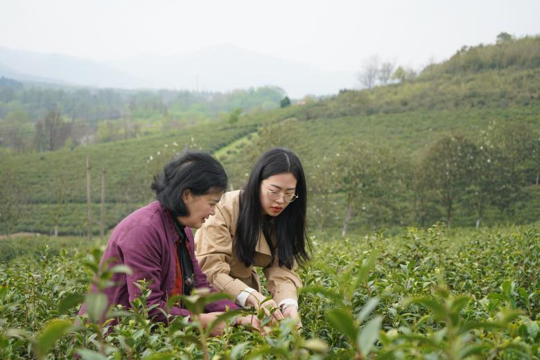 中國茶人張玲丨堅守有機生態(tài)茶園 繪就茶文化新畫(huà)卷