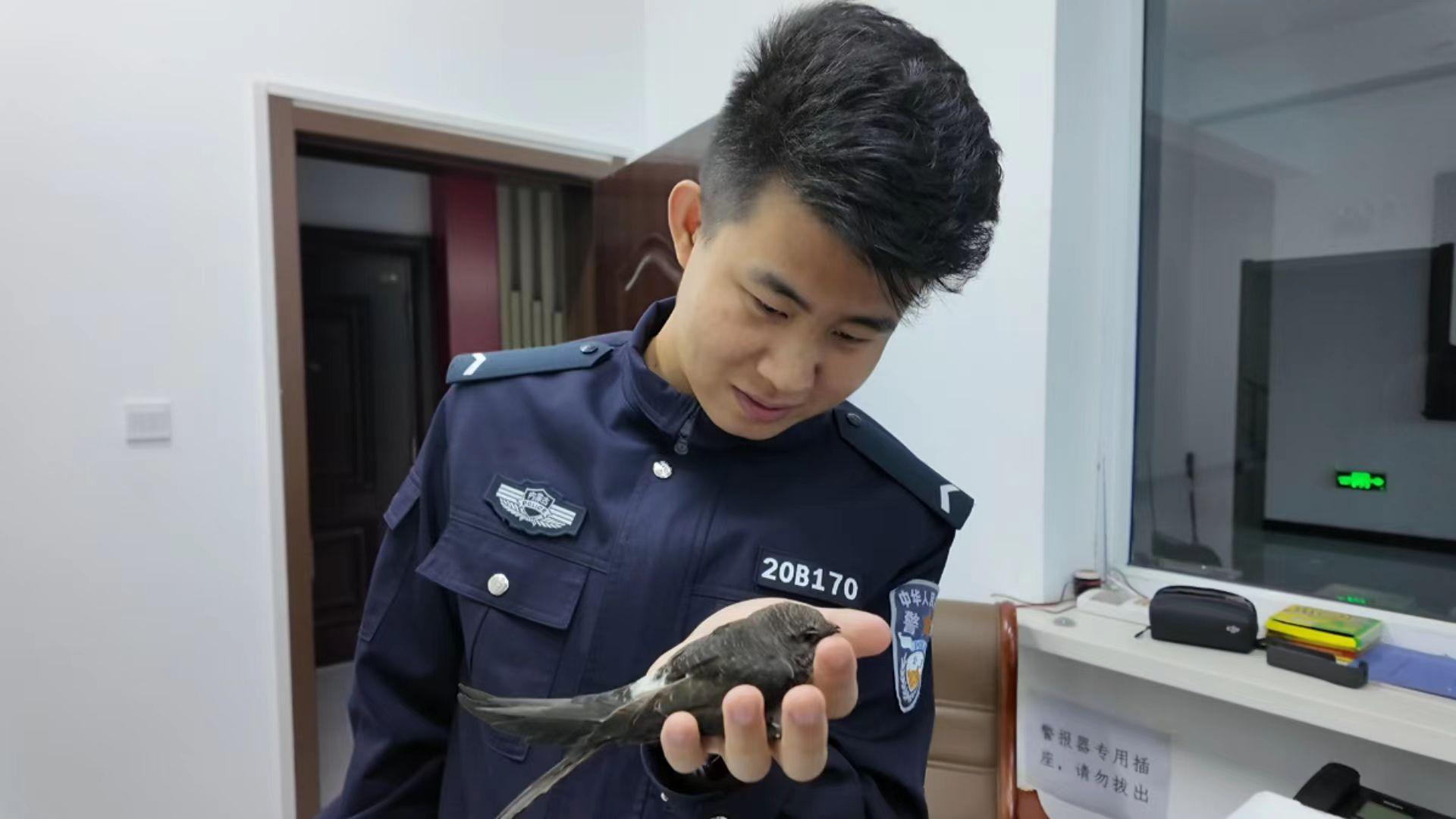 圖里河分局成功救助受傷雨燕