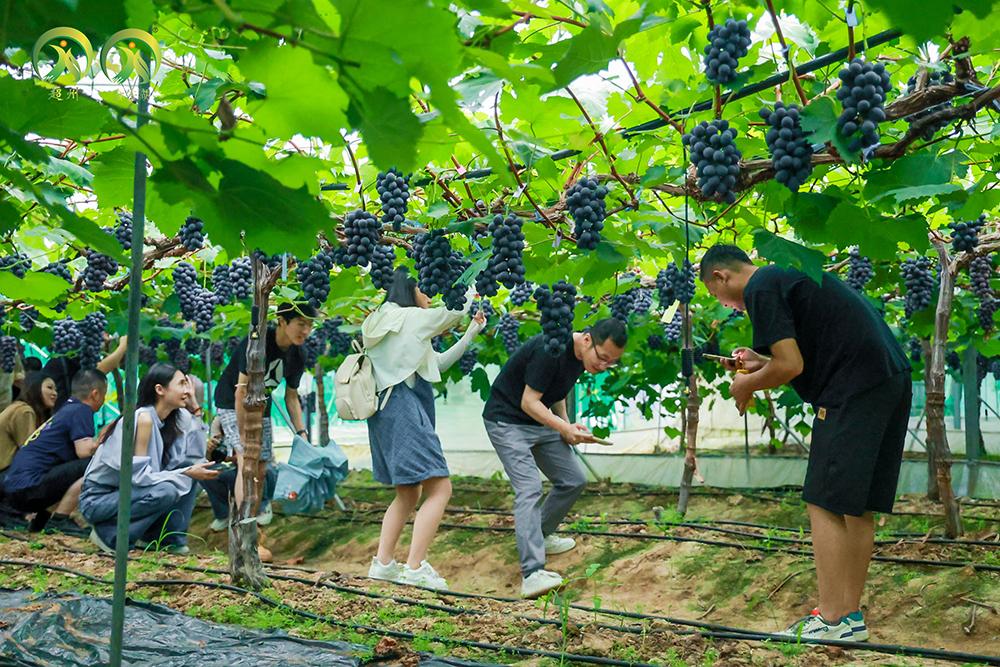 2024“蘇韻鄉情 與鄉約”南京金牛湖生態(tài)旅游季暨金牛湖葡萄莊園第十二屆葡萄文化季活動(dòng)啟幕